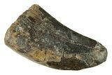 Fossil Tyrannosaur Tooth - Two Medicine Formation #265798-1